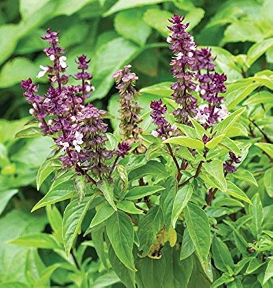 Sweet - Basil for planting in home garden
